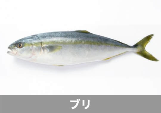 ブリ