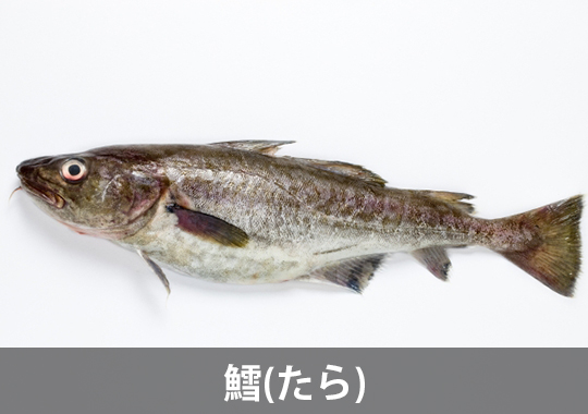鱈