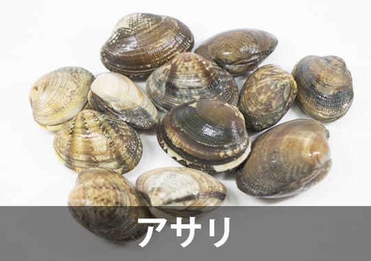 アサリ