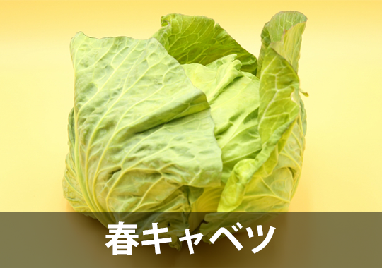 キャベツ