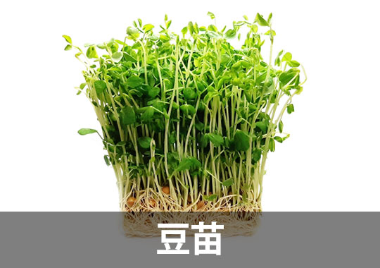豆苗